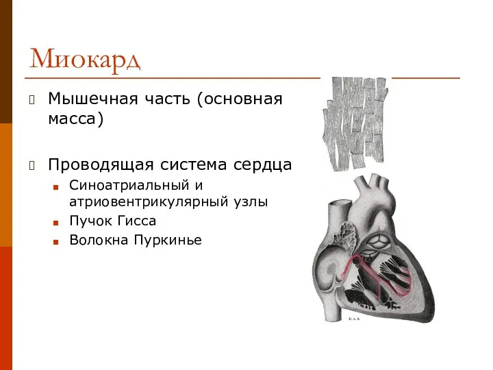 Миокард Мышечная часть (основная масса) Проводящая система сердца Синоатриальный и атриовентрикулярный узлы Пучок Гисса Волокна Пуркинье