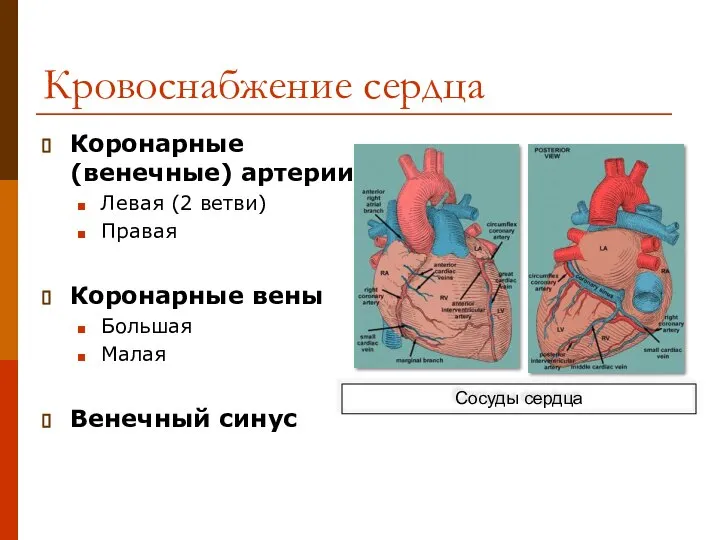 Кровоснабжение сердца Коронарные (венечные) артерии Левая (2 ветви) Правая Коронарные вены Большая