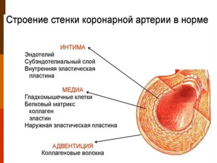 Строение венечной артерии