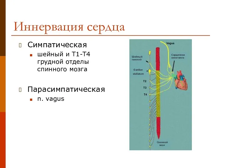 Иннервация сердца Симпатическая шейный и Т1-Т4 грудной отделы спинного мозга Парасимпатическая n. vagus