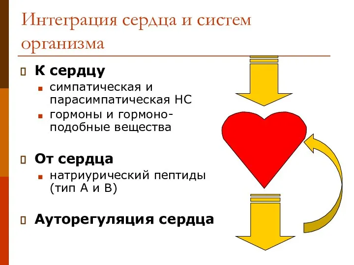 Интеграция сердца и систем организма К сердцу симпатическая и парасимпатическая НС гормоны