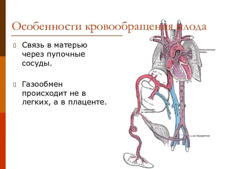 Связь в матерью через пупочные сосуды. Газообмен происходит не в легких, а