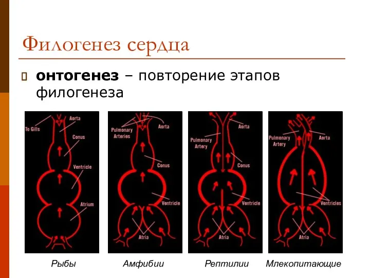 Филогенез сердца онтогенез – повторение этапов филогенеза Рыбы Амфибии Рептилии Млекопитающие