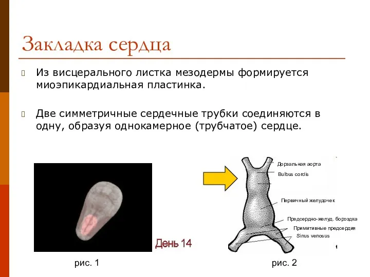 Закладка сердца Из висцерального листка мезодермы формируется миоэпикардиальная пластинка. Две симметричные сердечные