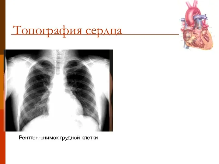 Топография сердца Положение сердца в грудной клетке