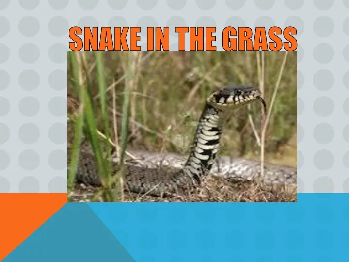SNAKE IN THE GRASS