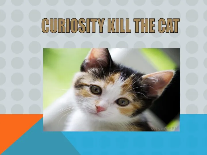 CURIOSITY KILL THE CAT