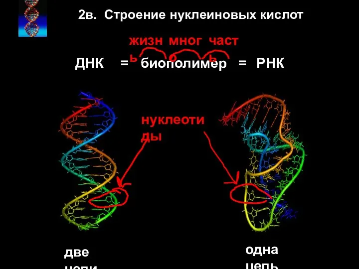 две цепи одна цепь = биополимер = 2в. Строение нуклеиновых кислот