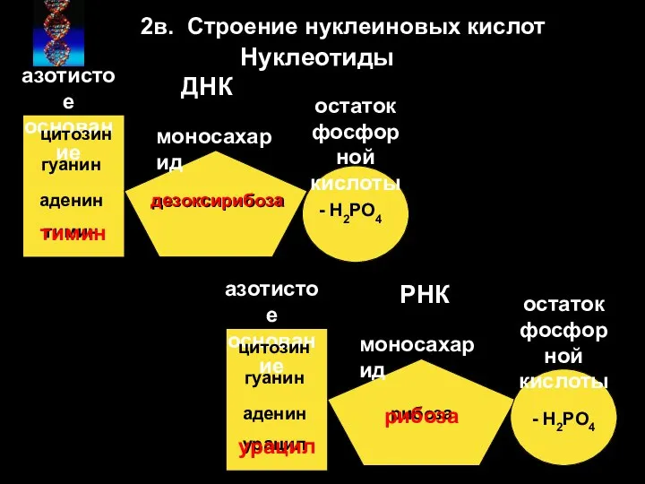 Нуклеотиды ДНК РНК цитозин аденин тимин гуанин цитозин гуанин урацил аденин дезоксирибоза