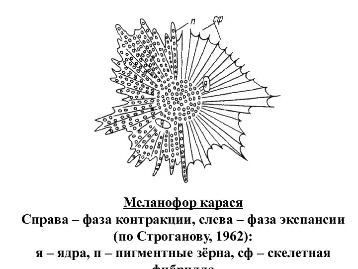 Меланофор карася Справа – фаза контракции, слева – фаза экспансии (по Строганову,