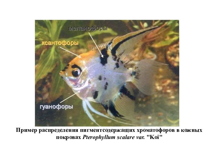 Пример распределения пигментсодержащих хроматофоров в кожных покровах Pterophyllum scalare var. "Koi"