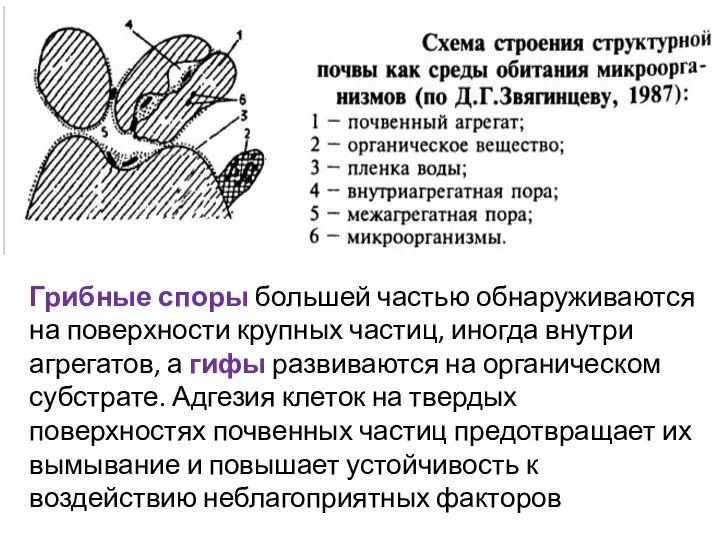 Грибные споры большей частью обнаруживаются на поверхности крупных частиц, иногда внутри агрегатов,