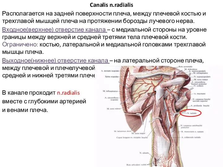 Canalis n.radialis Располагается на задней поверхности плеча, между плечевой костью и трехглавой