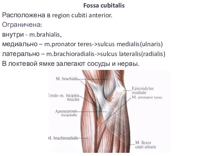 Fossa cubitalis Расположена в region cubiti anterior. Ограничена: внутри - m.brahialis, медиально