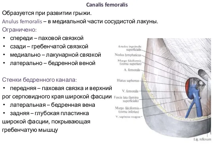 Canalis femoralis Образуется при развитии грыжи. Anulus femoralis – в медиальной части