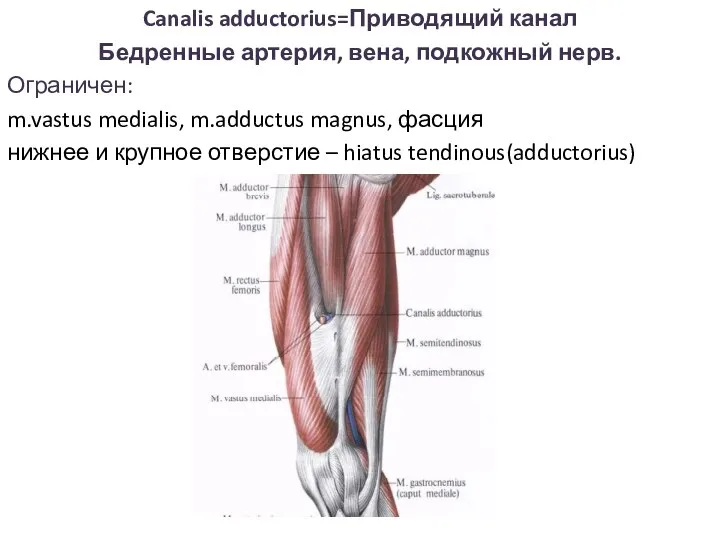 Canalis adductorius=Приводящий канал Бедренные артерия, вена, подкожный нерв. Ограничен: m.vastus medialis, m.adductus