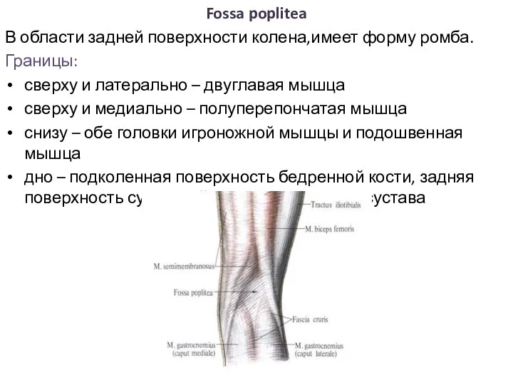Fossa poplitea В области задней поверхности колена,имеет форму ромба. Границы: сверху и
