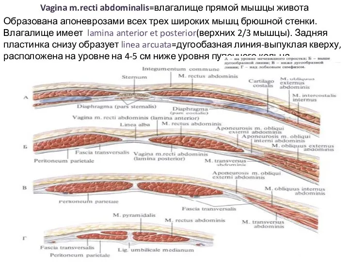 Vagina m.recti abdominalis=влагалище прямой мышцы живота Образована апоневрозами всех трех широких мышц