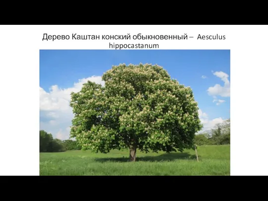 Дерево Каштан конский обыкновенный – Aesculus hippocastanum