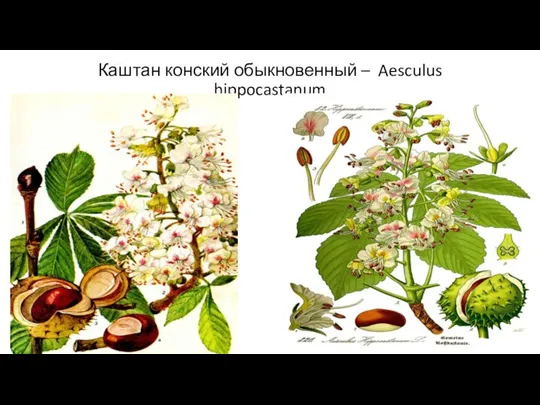 Каштан конский обыкновенный – Aesculus hippocastanum