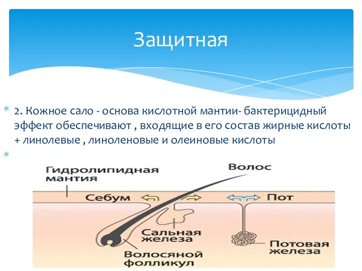 2. Кожное сало - основа кислотной мантии- бактерицидный эффект обеспечивают , входящие