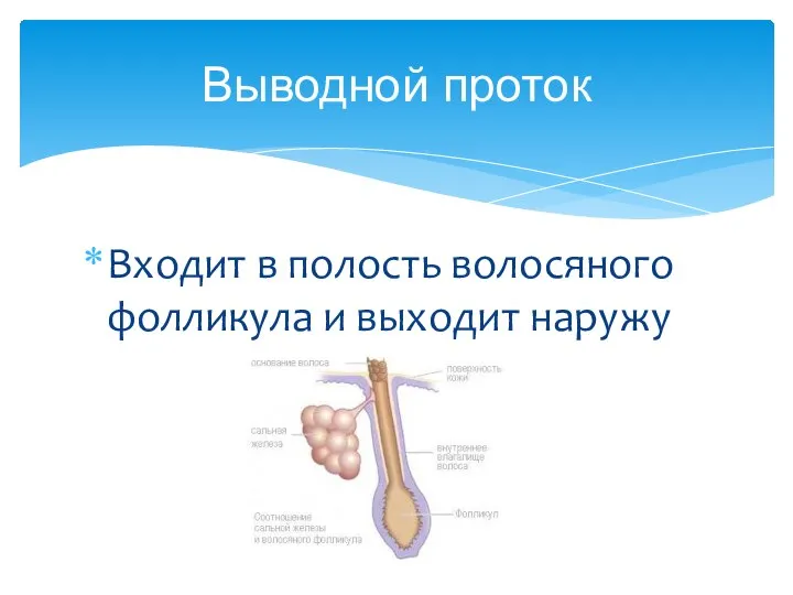 Входит в полость волосяного фолликула и выходит наружу Выводной проток