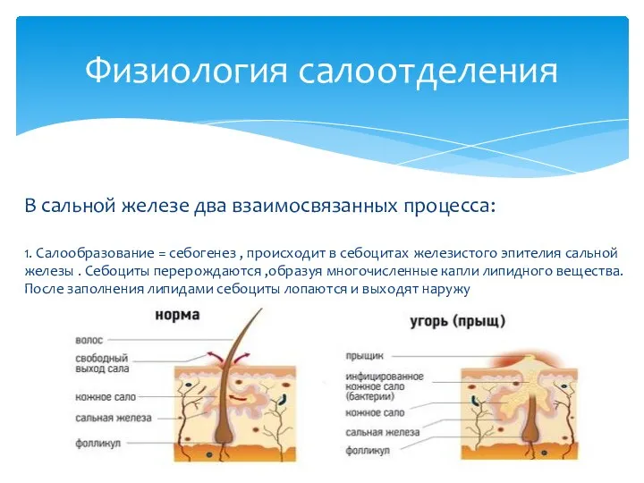 В сальной железе два взаимосвязанных процесса: 1. Салообразование = себогенез , происходит