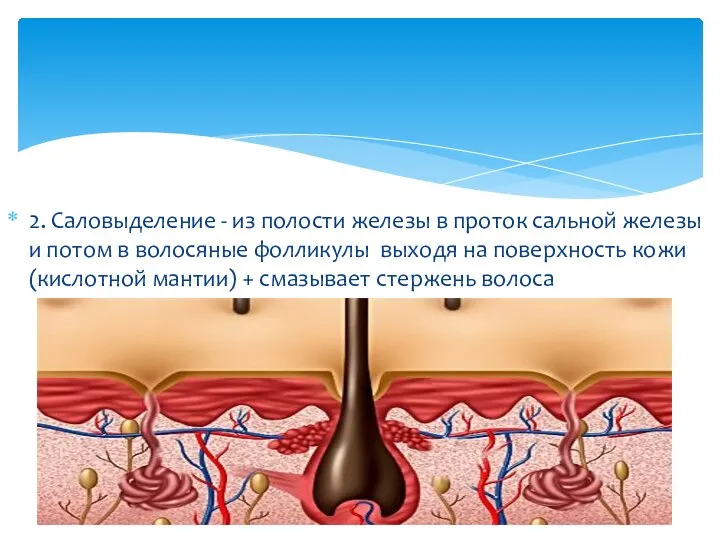 2. Саловыделение - из полости железы в проток сальной железы и потом