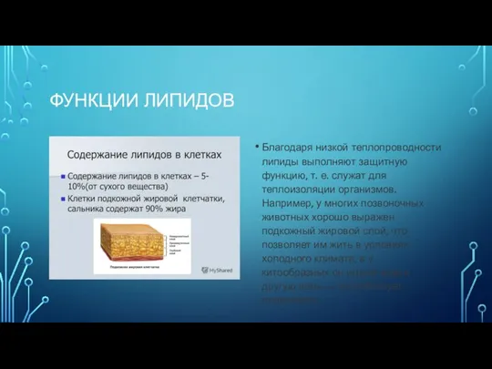 ФУНКЦИИ ЛИПИДОВ Благодаря низкой теплопроводности липиды выполняют защитную функцию, т. е. служат