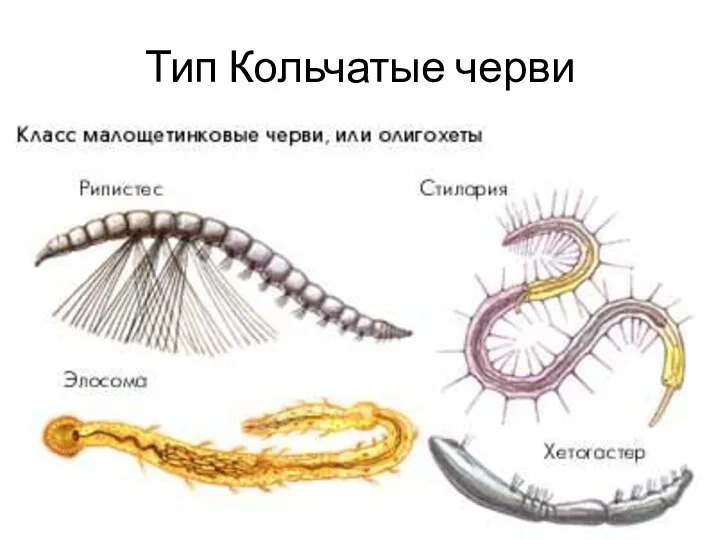 Тип Кольчатые черви