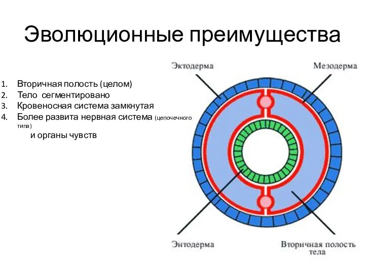 Эволюционные преимущества Вторичная полость (целом) Тело сегментировано Кровеносная система замкнутая Более развита