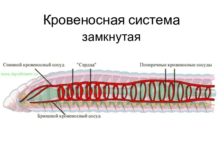 Кровеносная система замкнутая