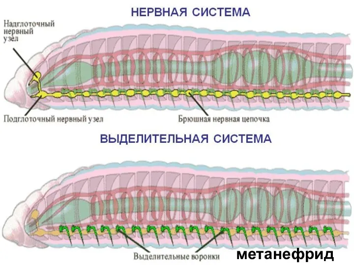 метанефридий