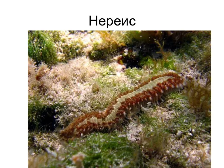 Нереис