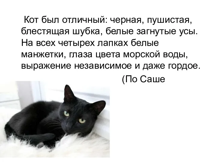 Кот был отличный: черная, пушистая, блестящая шубка, белые загнутые усы. На всех