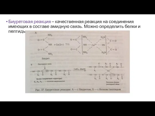 Биуретовая реакция – качественная реакция на соединения имеющих в составе амидную связь.