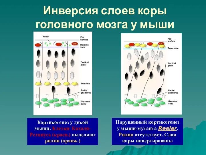 Инверсия слоев коры головного мозга у мыши Кортикогенез у дикой мыши. Клетки