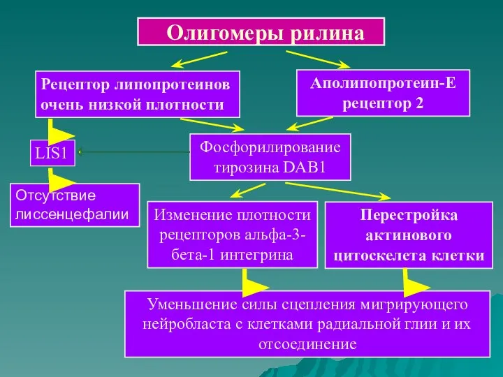 Олигомеры рилина Рецептор липопротеинов очень низкой плотности Аполипопротеин-Е рецептор 2 LIS1 Фосфорилирование