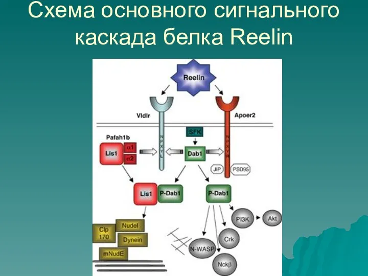 Схема основного сигнального каскада белка Reelin