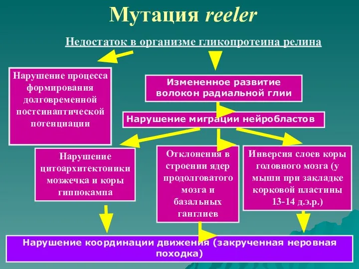 Мутация reeler Недостаток в организме гликопротеина релина Нарушение процесса формирования долговременной постсинаптической