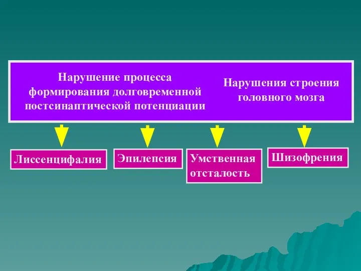 Нарушение процесса формирования долговременной постсинаптической потенциации Нарушения строения головного мозга Лиссенцифалия Эпилепсия Умственная отсталость Шизофрения