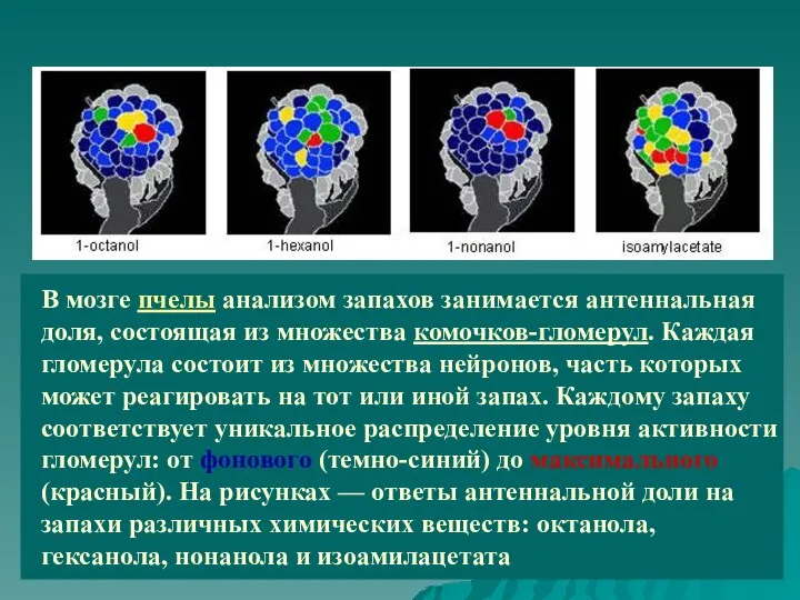 В мозге пчелы анализом запахов занимается антеннальная доля, состоящая из множества комочков-гломерул.