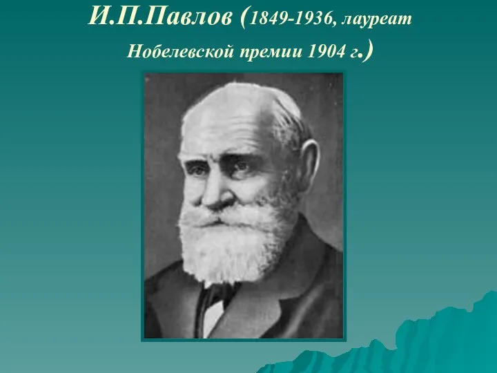 И.П.Павлов (1849-1936, лауреат Нобелевской премии 1904 г.)