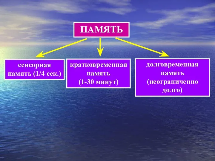 ПАМЯТЬ сенсорная память (1/4 сек.) кратковременная память (1-30 минут) долговременная память (неограниченно долго)