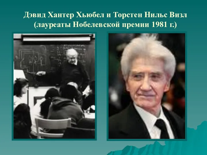 Дэвид Хантер Хьюбел и Торстен Нильс Визл (лауреаты Нобелевской премии 1981 г.)