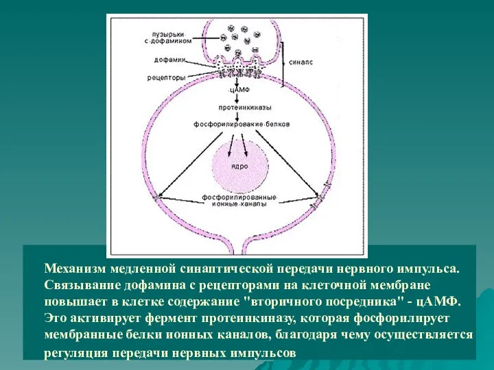 Механизм медленной синаптической передачи нервного импульса. Связывание дофамина с рецепторами на клеточной