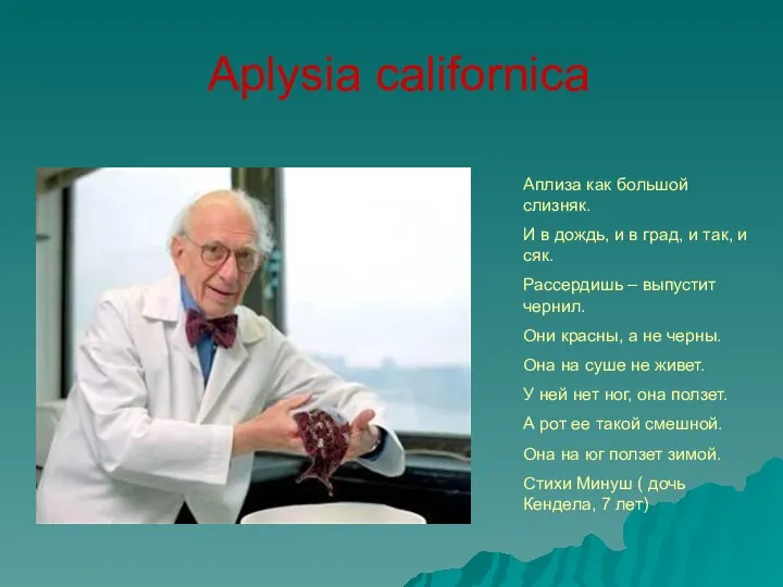 Aplysia californica Аплиза как большой слизняк. И в дождь, и в град,