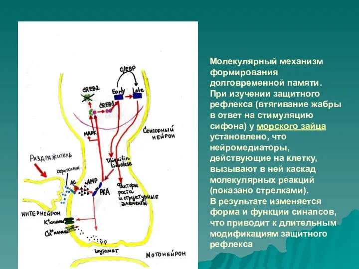 Молекулярный механизм формирования долговременной памяти. При изучении защитного рефлекса (втягивание жабры в