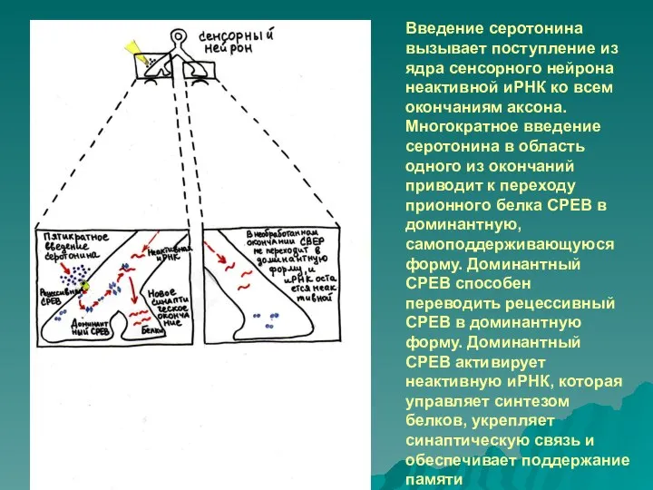 Введение серотонина вызывает поступление из ядра сенсорного нейрона неактивной иРНК ко всем