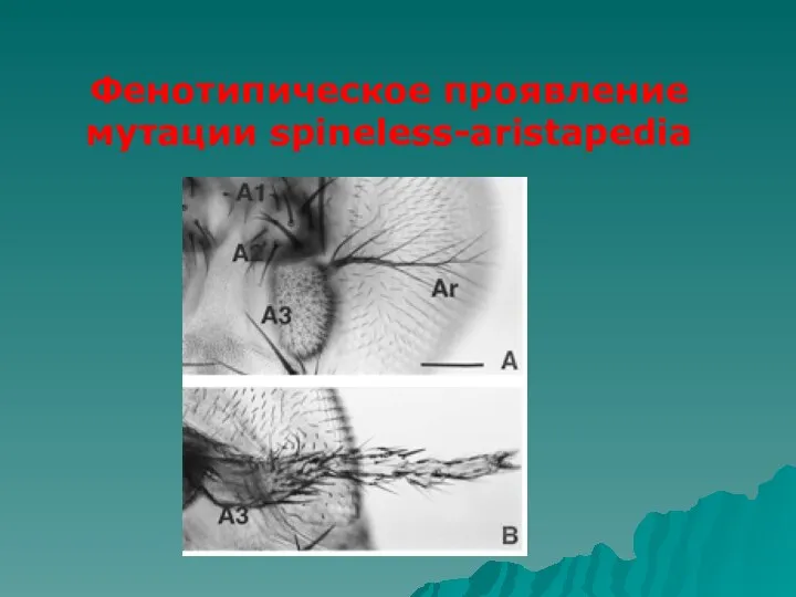 Фенотипическое проявление мутации spineless-aristapedia